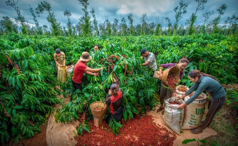 Mùa thu hoạch cà phê — triển lãm Lễ hội Cà phê Buôn Ma Thuột