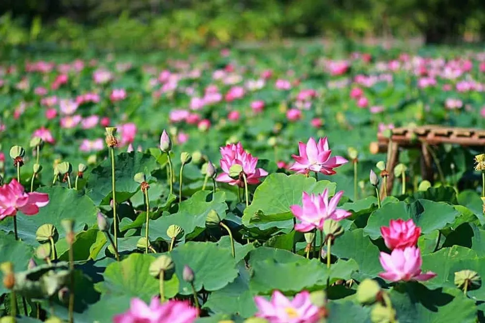 Đồng sen Láng Biển, Tháp Mười