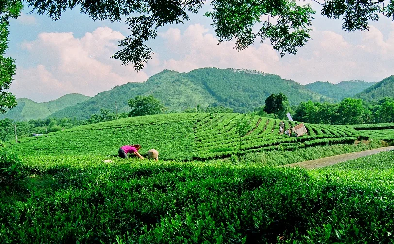 Đồi chè Tân Cương